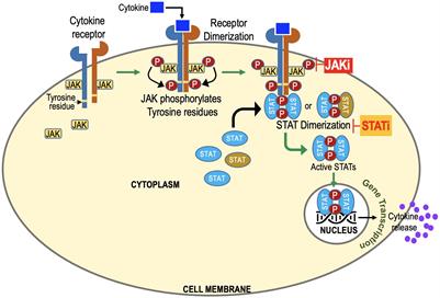 SOCS-JAK-STAT inhibitors and SOCS mimetics as treatment options for autoimmune uveitis, psoriasis, lupus, and autoimmune encephalitis